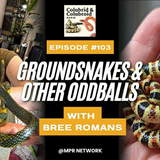 Groundsnakes and Other Oddballs with Bree Romans