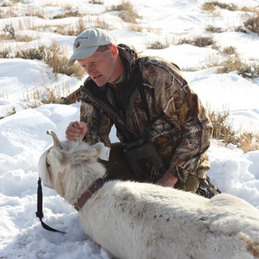 Everything Bighorn Sheep - Mike Cox