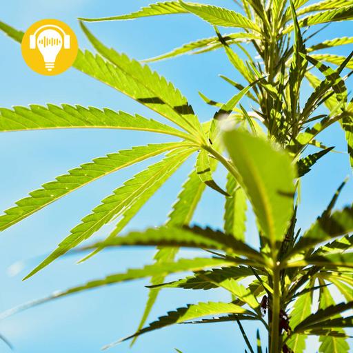 #20 - This Is Your Musical Brain On Marijuana
