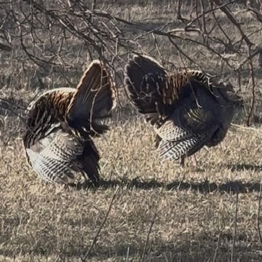 Turkey Camp with Da Boys!