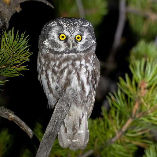 Boreal Owls and Citizen Science