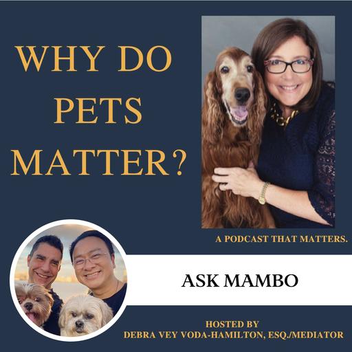 Ask Mambo