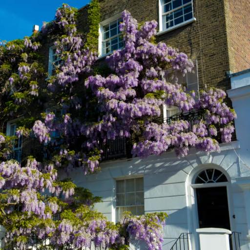 Has London’s wisteria craze gone too far?
