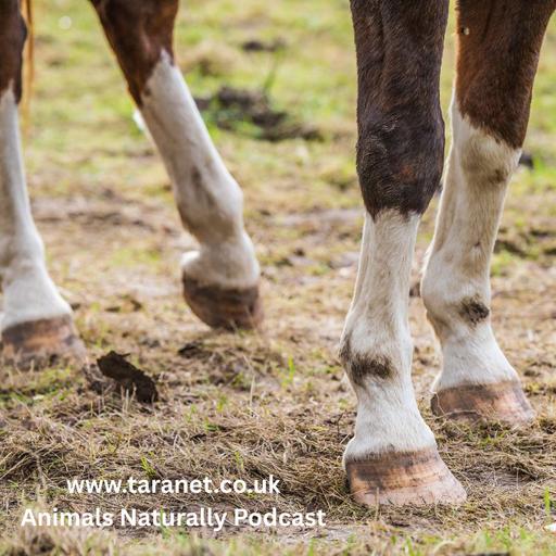 Holistic Help for Equine Tendon Injuries