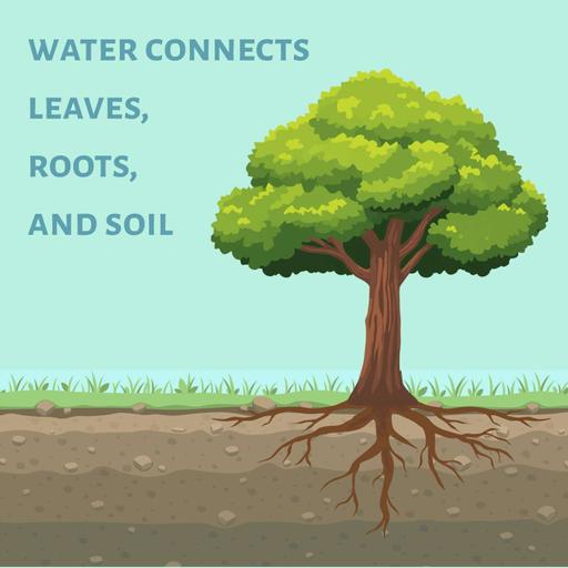 Watering and feeding fruit trees with Casey Clapp