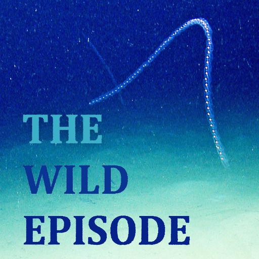 Salp : The Great Chain of Being