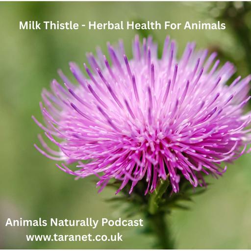 Milk Thistle - Herbal Health For Animals