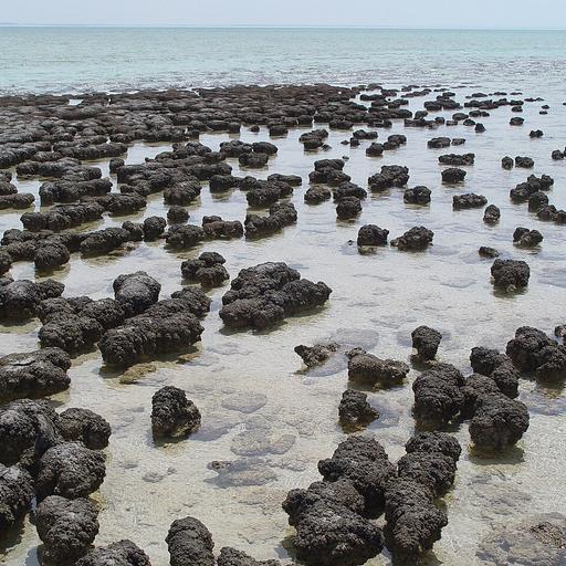 Podcast 331 - Reef It Up