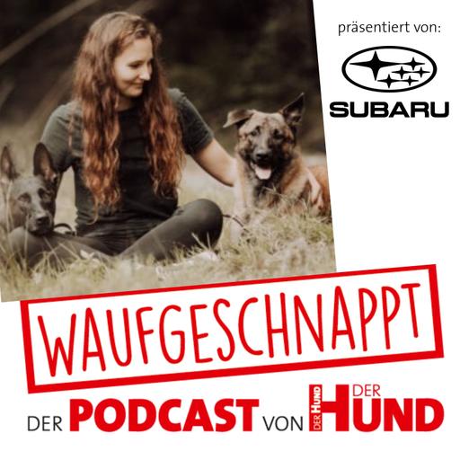 Spürhundearbeit - Anna Hillebrand