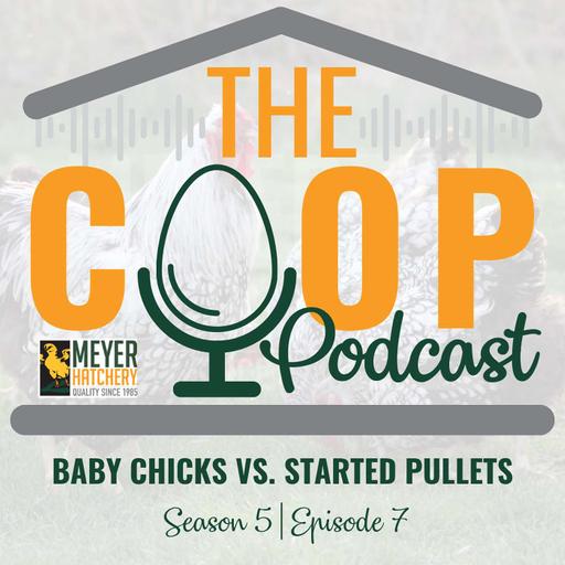 Baby Chicks vs. Started Pullets: Which Is Right for Your Flock?