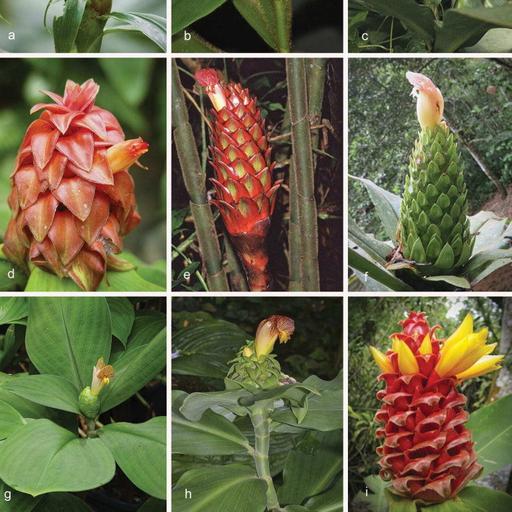 Ep. 577 - Ginger Flowers & Plant Evolution