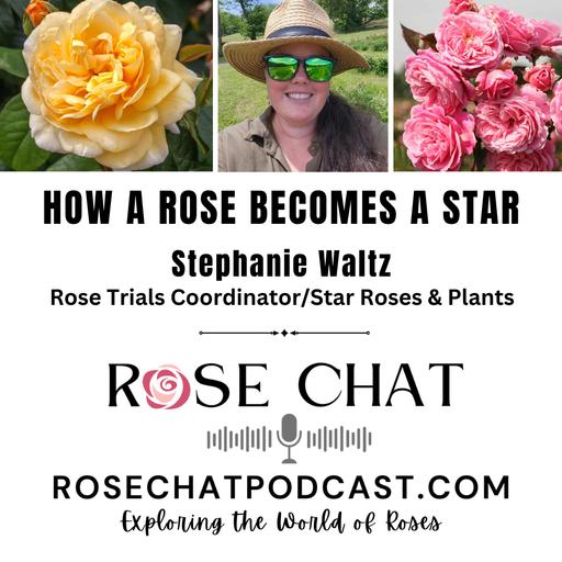 HOW A ROSE BECOMES A STAR