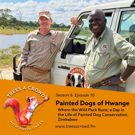 Painted Dogs of Hwange: Where the Wild Pack Runs