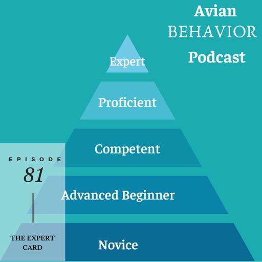 81 The Expert Card