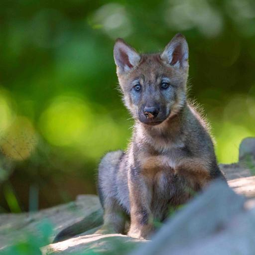 Kinderhörspiel und Geschichten - Wolfsmädchen