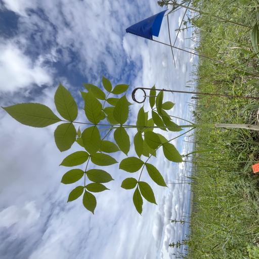 Ep. 578 - Trees & Their Hybrids in a Changing World