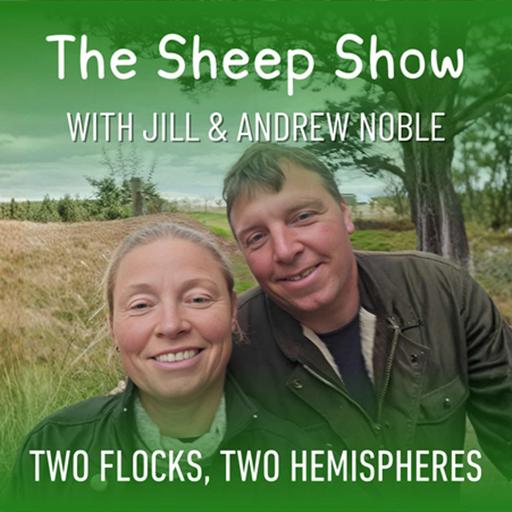 Finishing lambs - is it worth it?