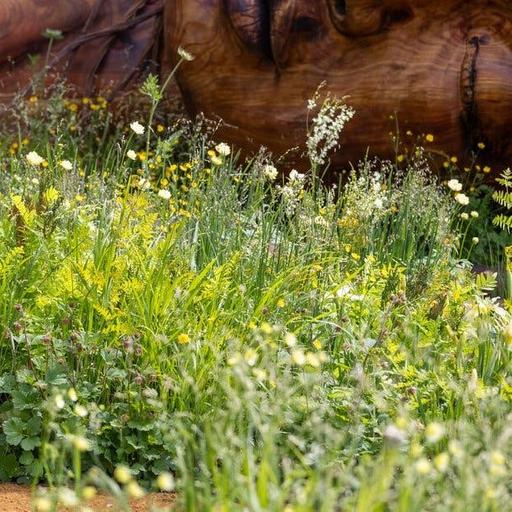 The best of RHS Chelsea Flower Show