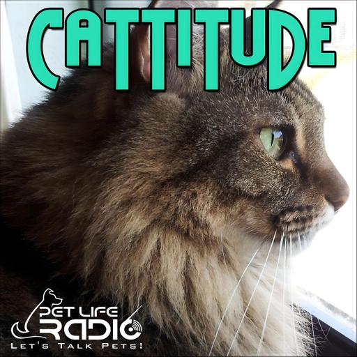 Cattitude - Episode 304 From Garbage Can to Beloved Cat: Snarf’s Incredible Rescue Story