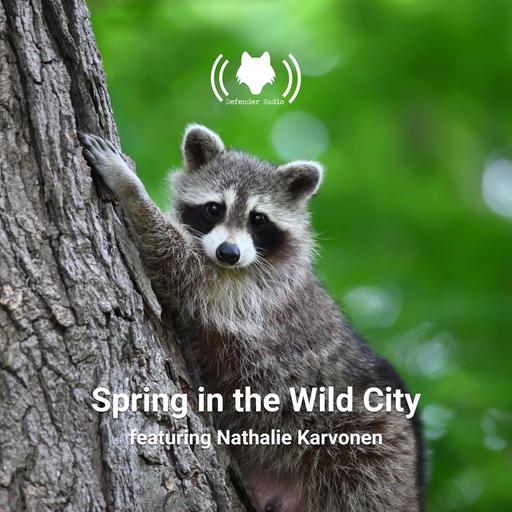 Spring in the Wild City featuring Nathalie Karvonen