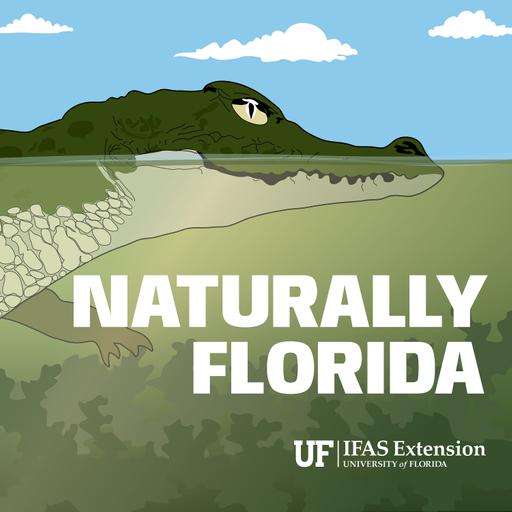 Florida's State Butterfly: Zebra Longwing