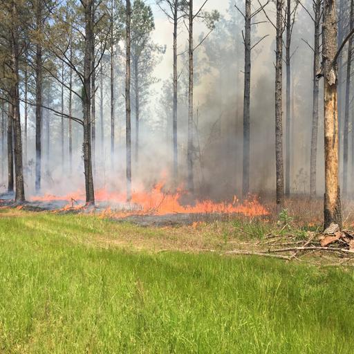 Episode 099 – Prescribed Fire for Landowners