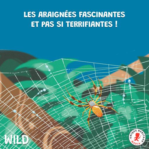 Les araignées fascinantes et pas si terrifiantes, épisode 2