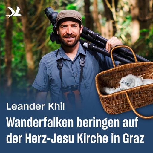 92. Wanderfalken beringen auf der Herz-Jesu Kirche in Graz