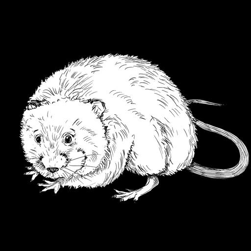 The Water Vole