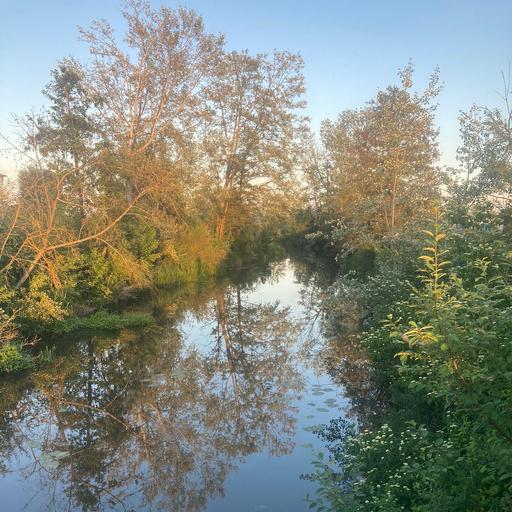 Frogs and beeps, Muhr am See, Germany in May 2026 – by Katz Laszlo
