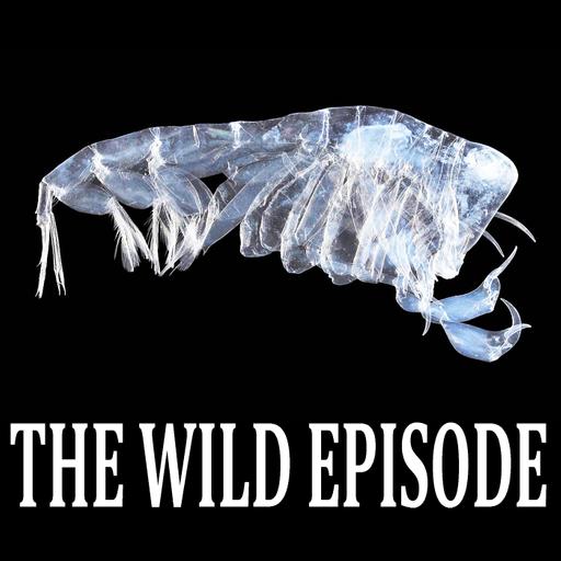 Barrel Amphipod : The Hollow Kindergarten