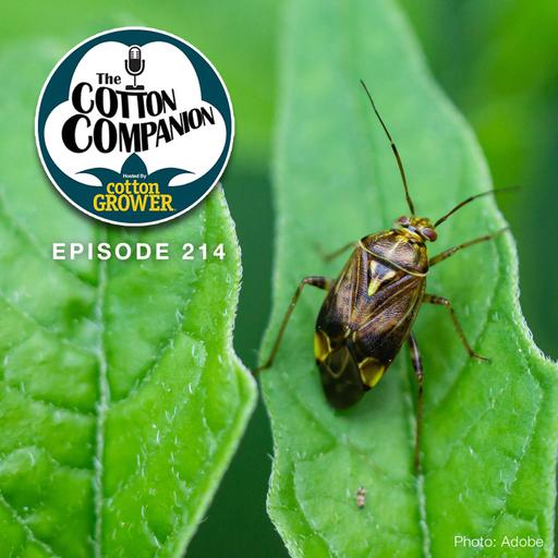 How to Handle the Tarnished Plant Bug in 2026