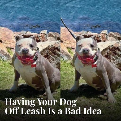 Why Having Your Dog Off Leash Is a Bad Idea
