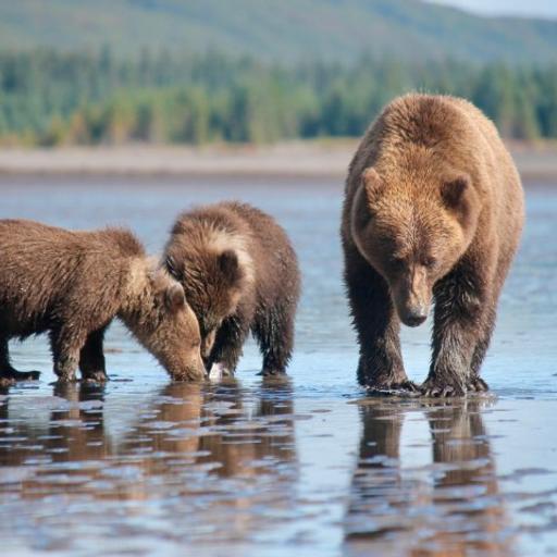 Episode 175: How Bedrock Environmental Laws Are Holding the Line in Alaska (For Now) with Cooper Freeman