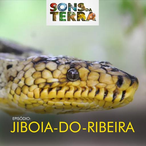 Jiboia-do-ribeira: os enigmas e descobertas desta serpente rara