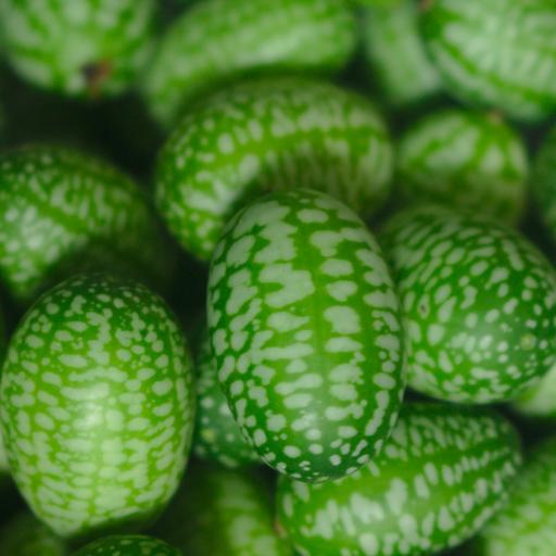 Crispy, sour and cute: plant some unusual cucumbers this season