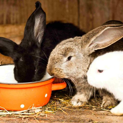Kinderhörspiel und Geschichten - Das dritte Kaninchen