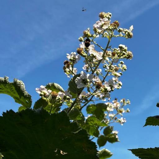 Bees in a London Garden, UK on 30th May 2026 – by Cesar Gimeno Lavin
