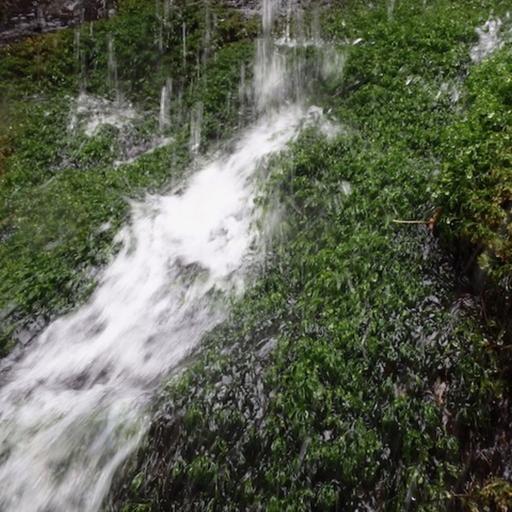 Ep. 580 - Celebrating a Foundational Aquatic Plant