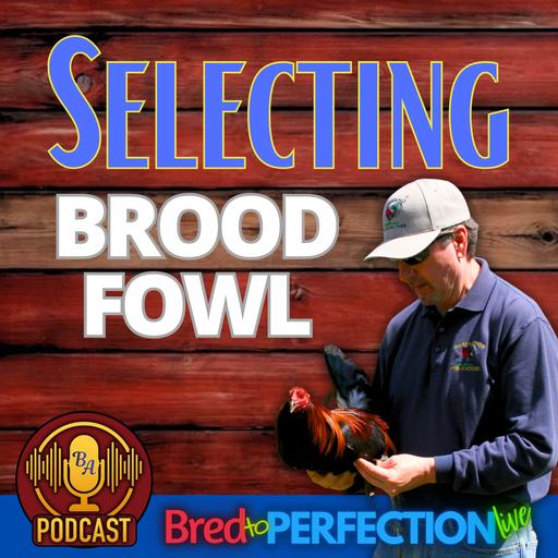 Ep292 - How to Select the Proper Brood Fowl: A Five Stage Process