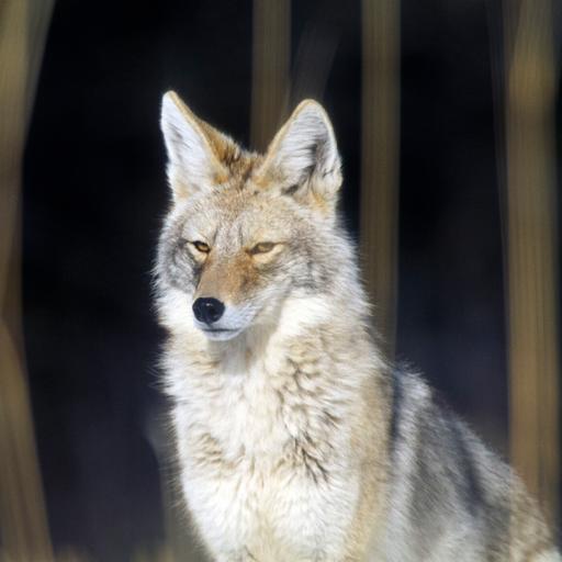 For the Wiley Coyote, Resistance is Fertile