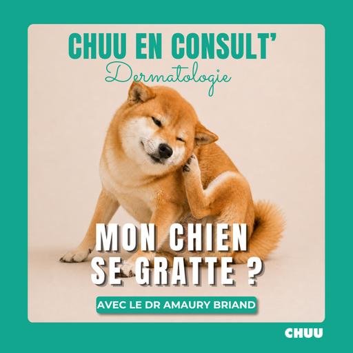 Comprendre et prévenir les problèmes de peau chez le chien : les conseils du Dr Amaury Briand