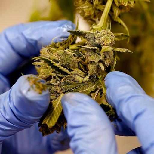 When Healthcare Meets the Law: Abortion, Cannabis, and Corporate Medicine