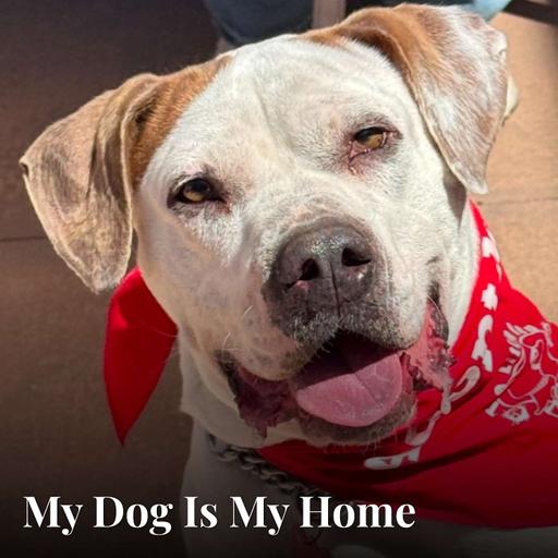My Dog Is My Home