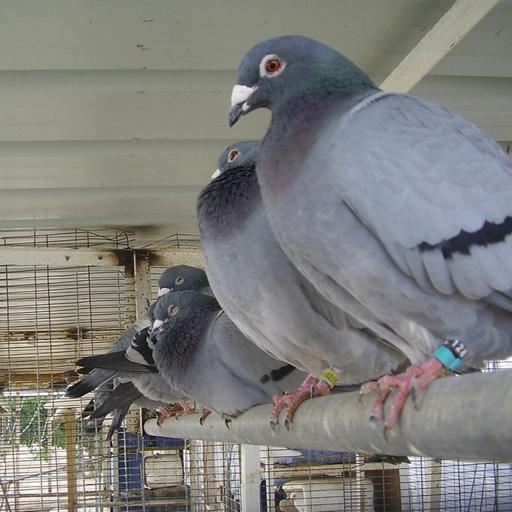 La Brújula de la Ciencia s15e15: El sentido magnético en las palomas mensajeras