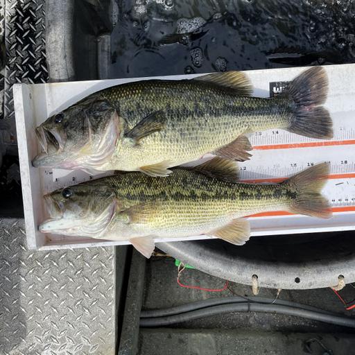 363 - Tennessee vs Alabama (Bass) with Tom Miles and Cole Harty