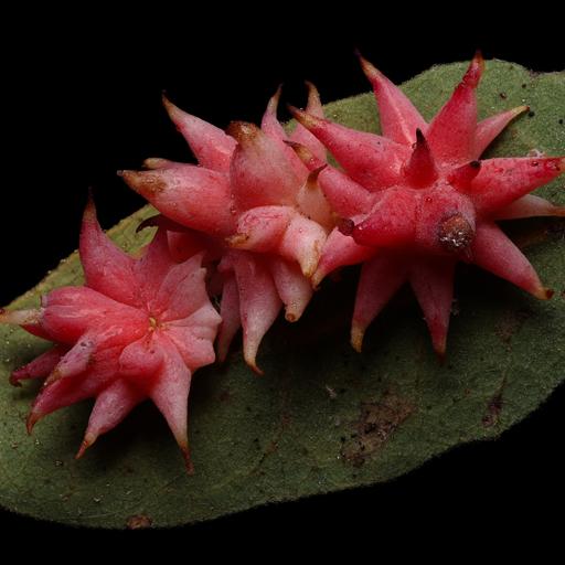 Ep. 581 - The Complex World of Plant/Fungi Interactions