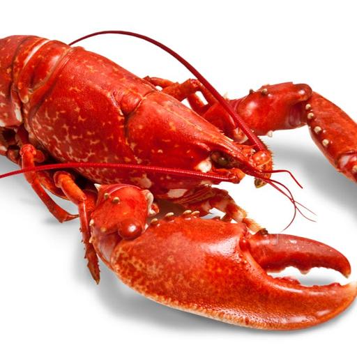What the Shell? Cracking the Lobster's Mysteries