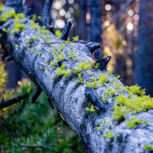 Lichens