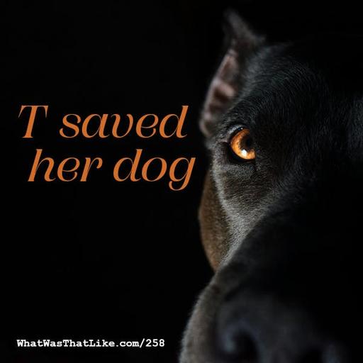 258: T saved her dog